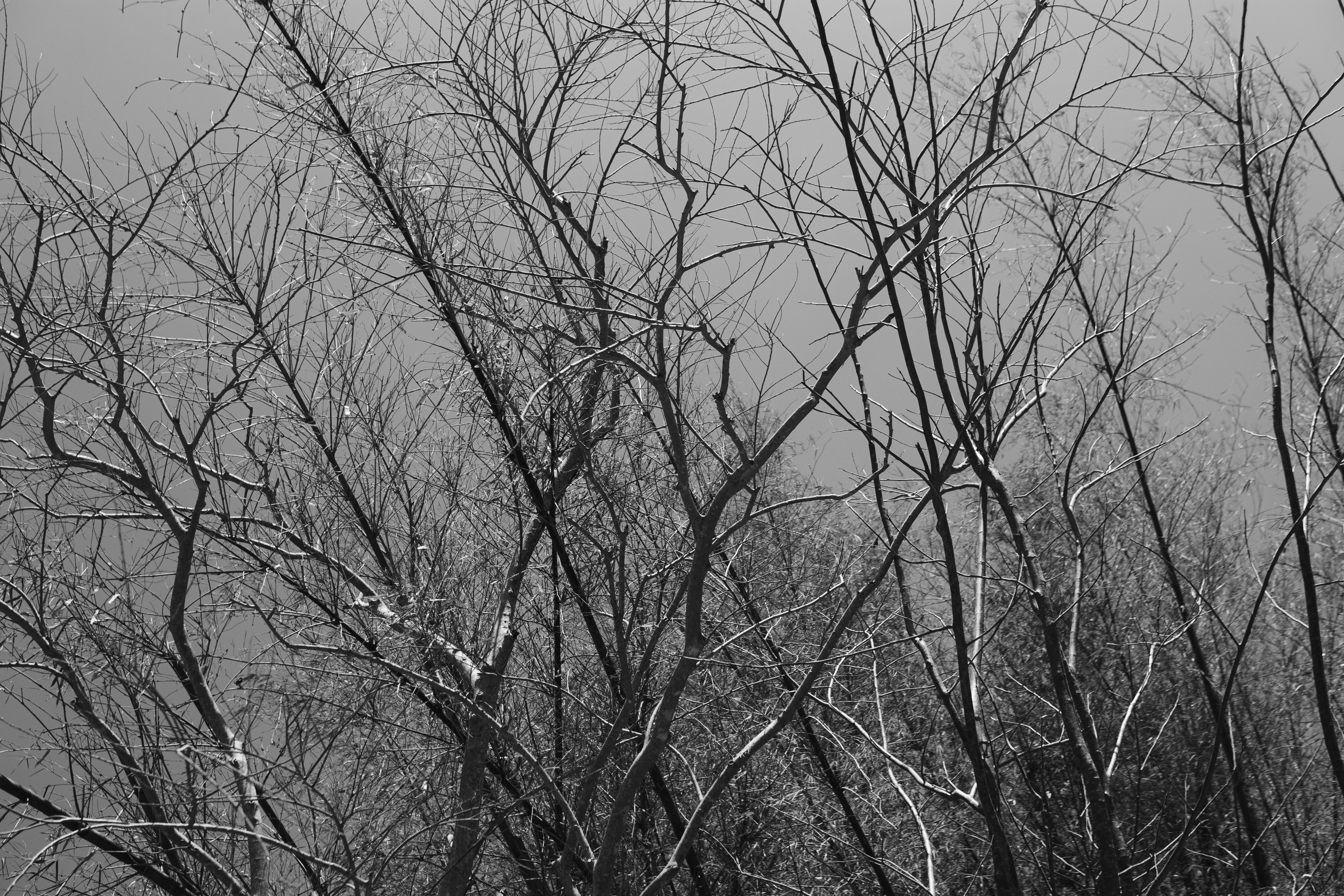 Bare winter branches against a pale sky