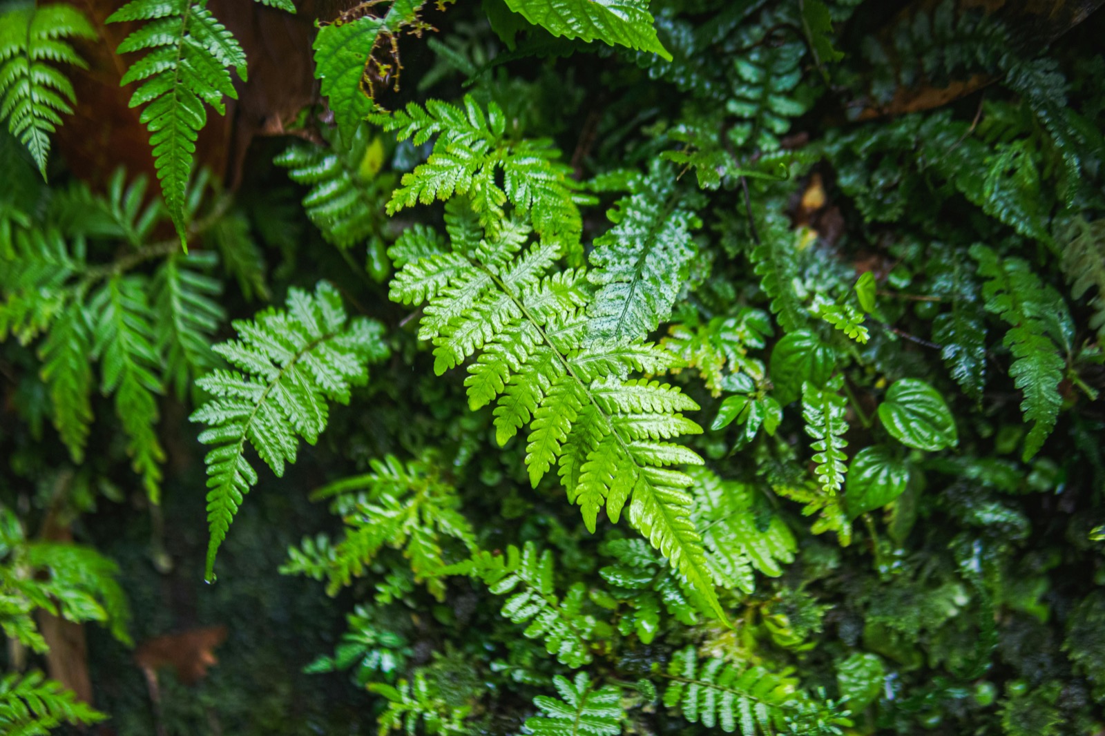 Layered green ferns and damp foliage on a shaded forest wall