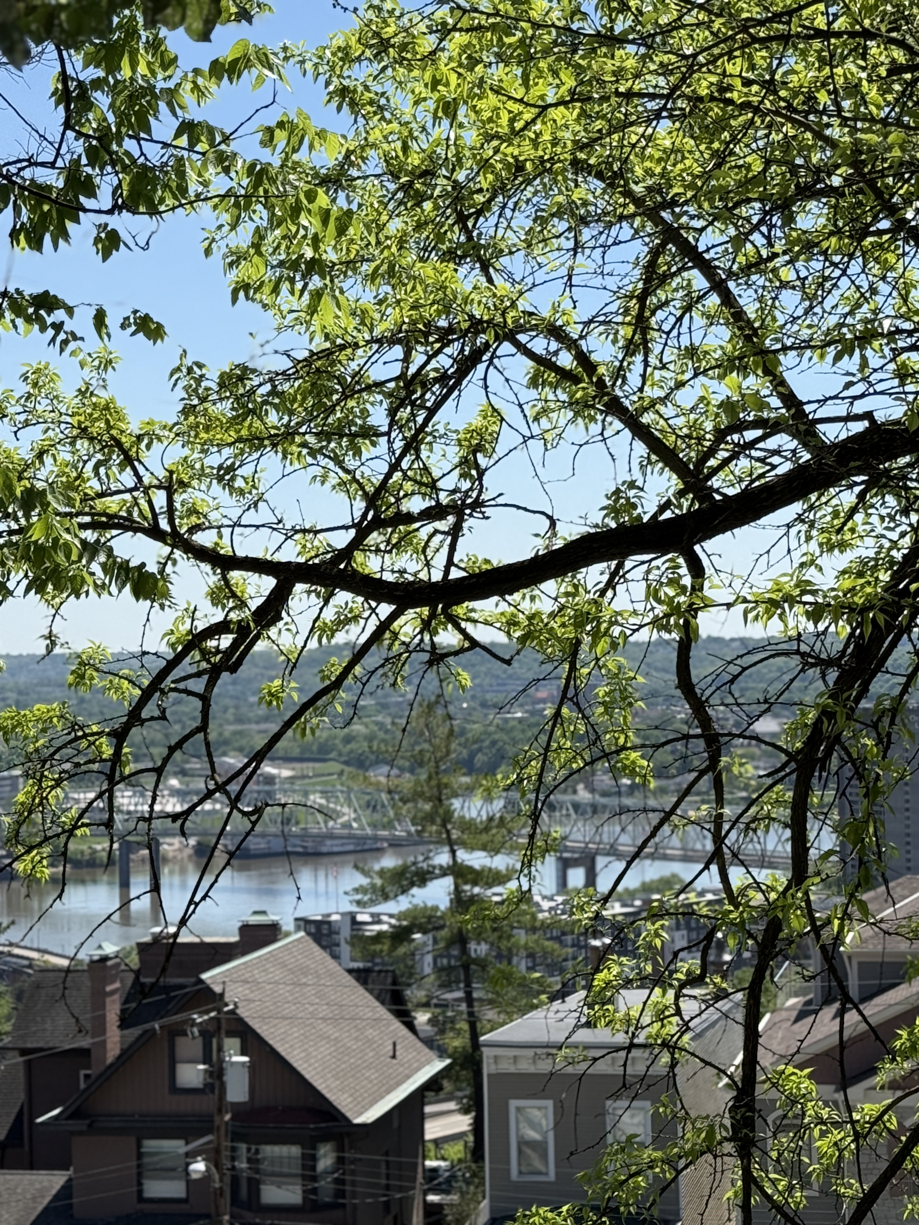 View of Cincinnati and the Ohio River through tree branches in Mt. Adams
