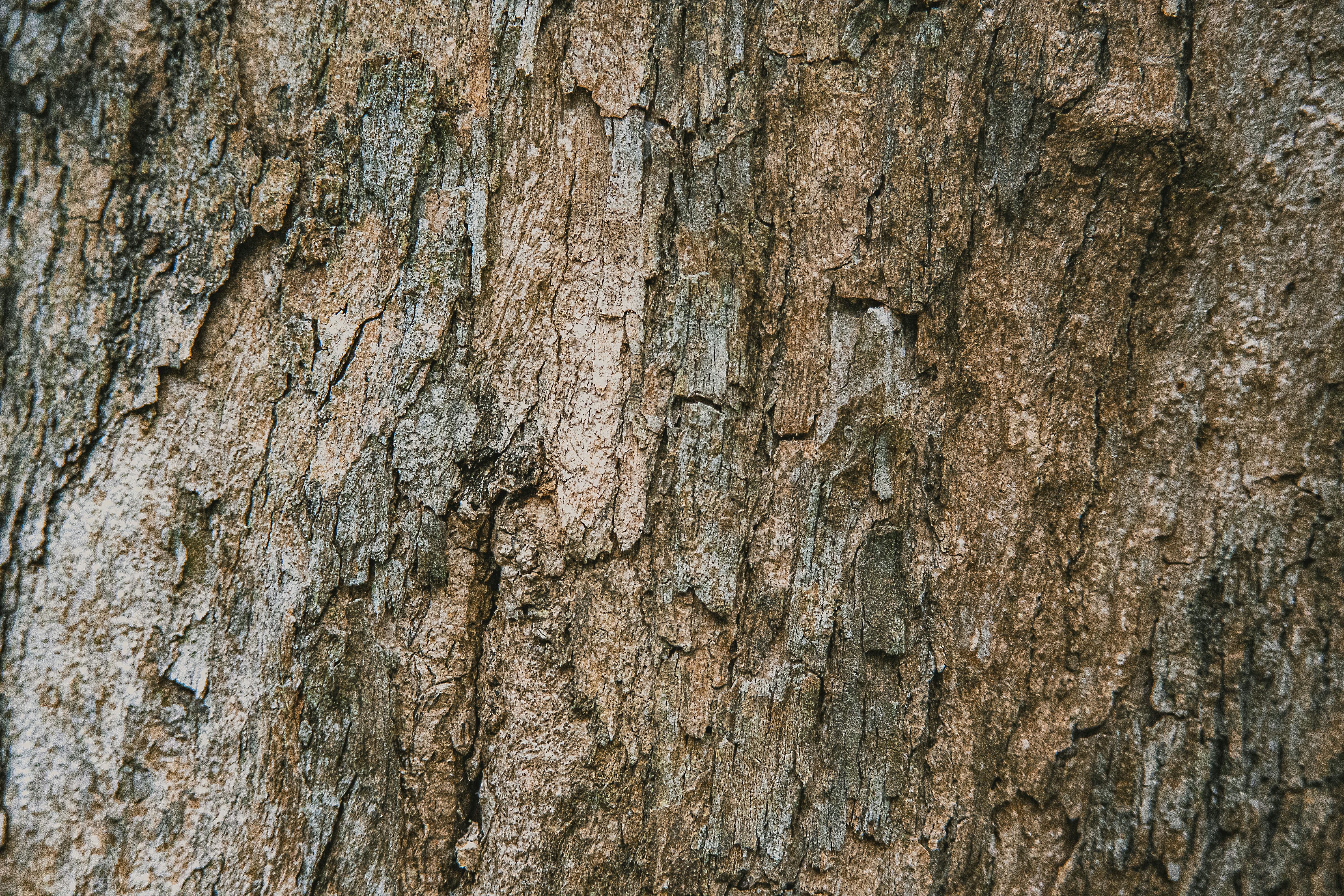 Textured natural forms suggesting resilience